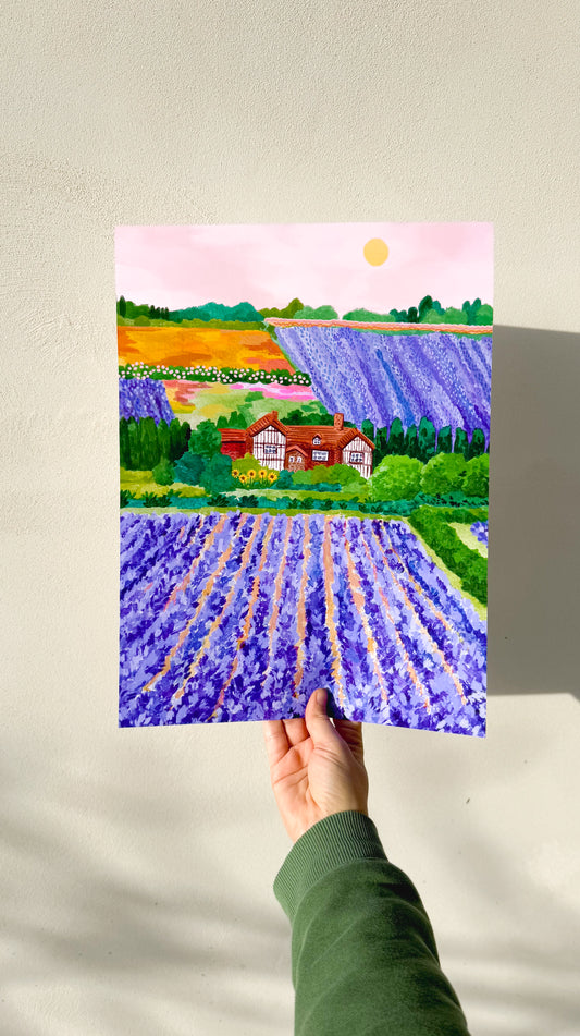 Lavender fields - England, UK