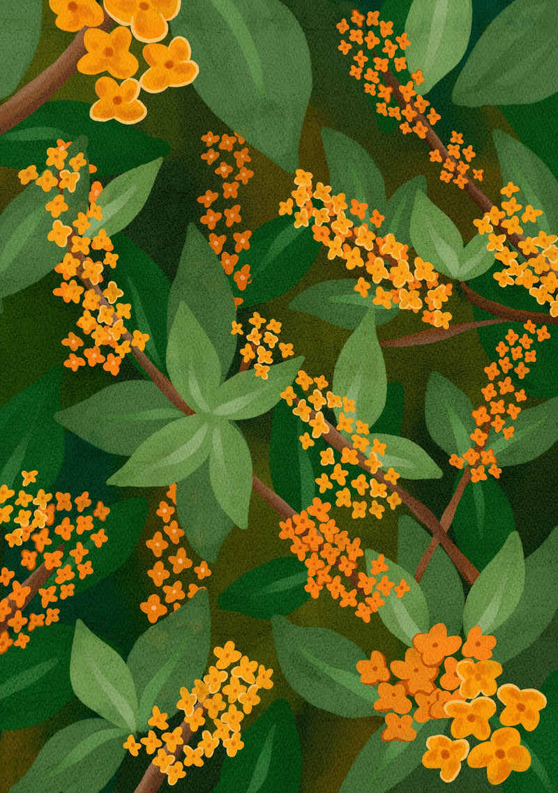 Sweet osmantus flowers, botanical elements, yellow flowers, orange flowers, Japanese flowers.
